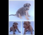 Pit bull štenci